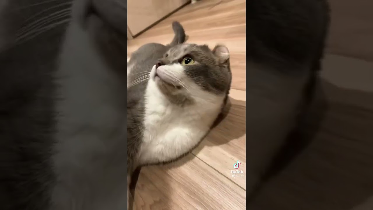 猫が床で溶ける季節がやってきた【アメリカンカール・たぴ】