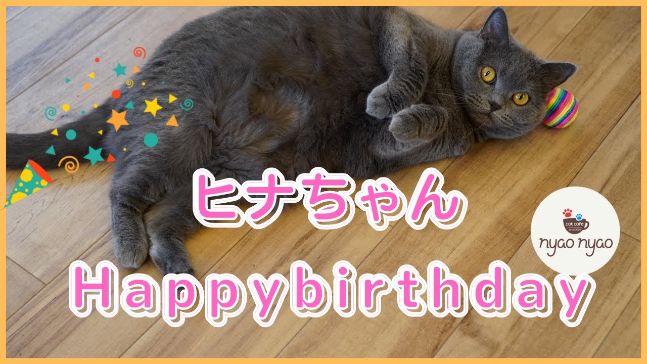 【猫カフェ 福岡】ブリティッシュショートヘアーのヒナちゃんのお誕生日です💕６/１