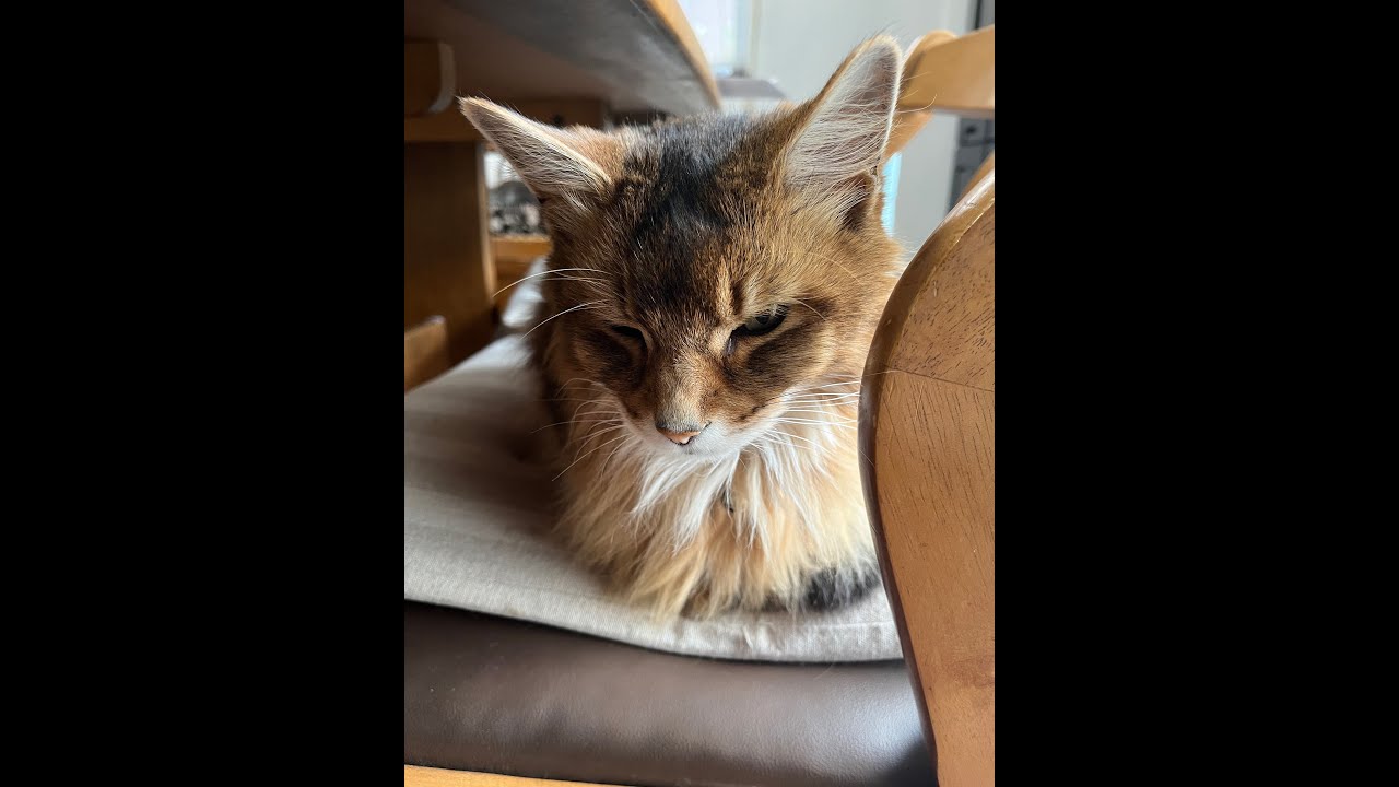 【ソマリ】猫のアビちゃん 初動画！ #Shorts