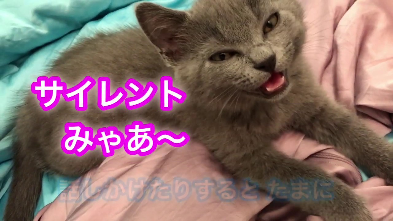シャルトリューの謎の鳴き声 the silent meow of the chartreux kitten