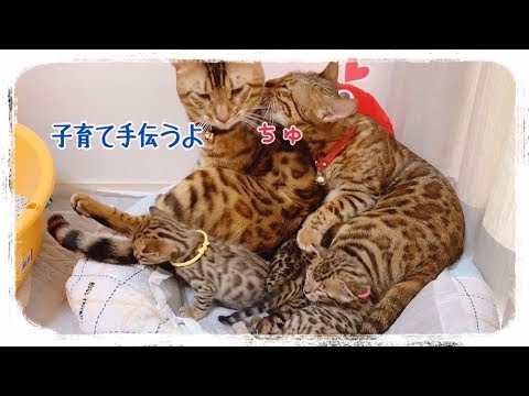 ベンガル父猫テトのイクメン記録