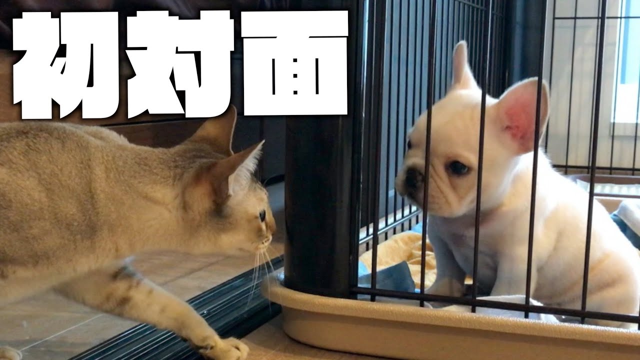 始めてみる生き物に困惑するシンガプーラとおとぼけフレブル【共存生活】