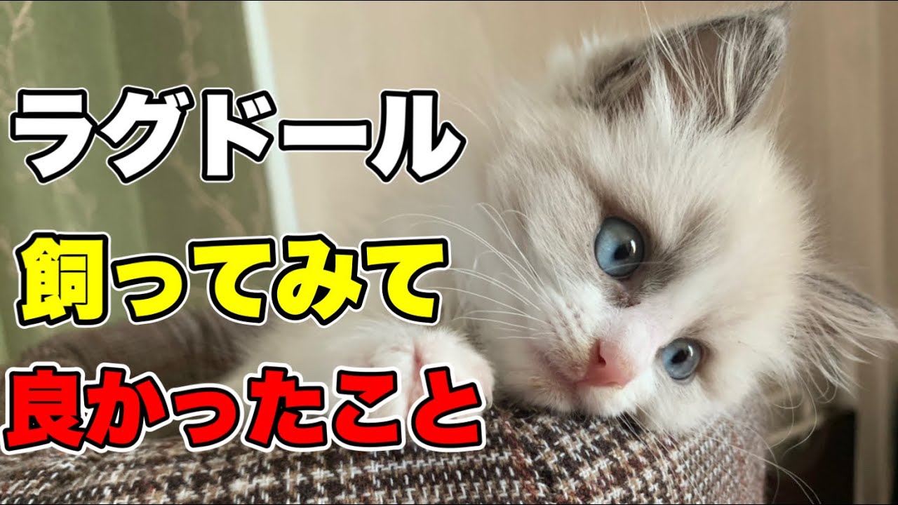 ラグドールを飼ってみて良かったこと３つお話しします