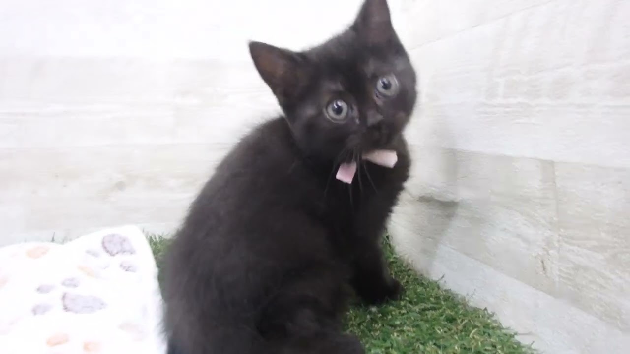 00599080 ボンベイ