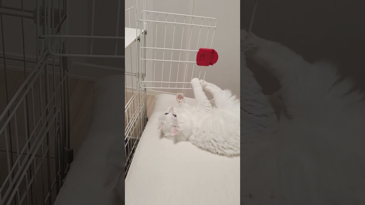 猫vsケージ #shorts #猫動画 #アメリカンカール