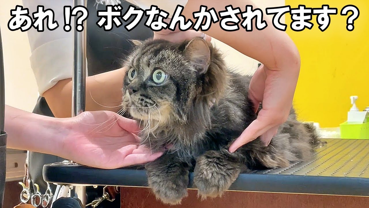 引っ越しで捨てられた長毛猫。初めてトリミングに行ったら、ロシアンブルーになって帰ってきました…【保護猫・老猫】