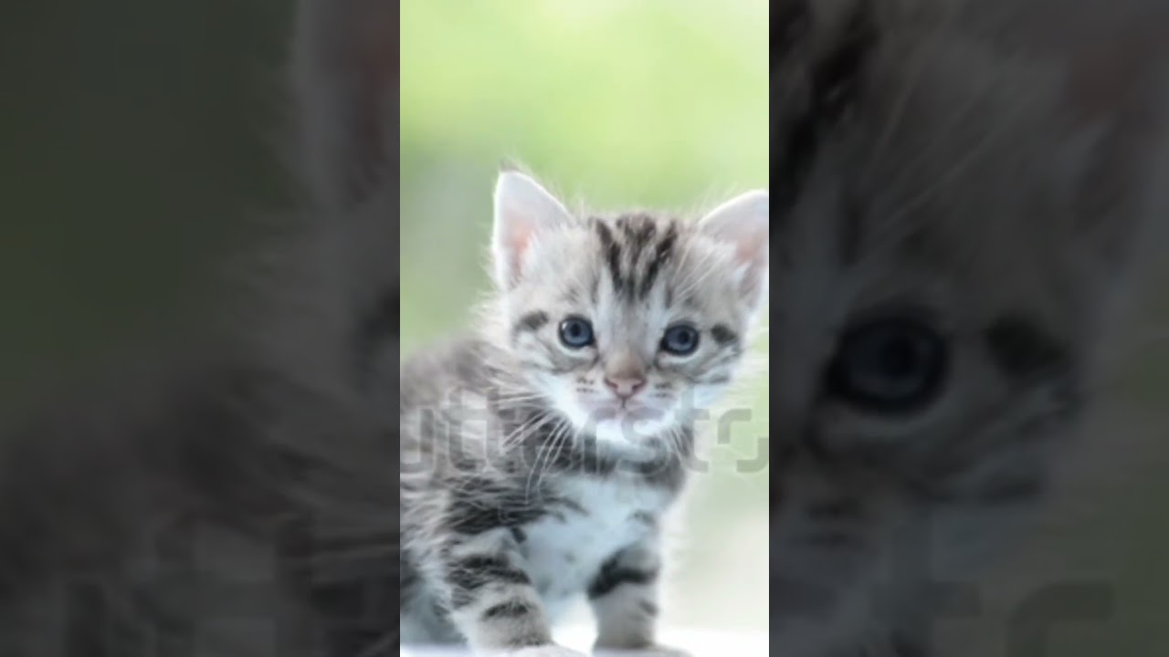cute baby manx cat #shortvideo #viral #reels #funny