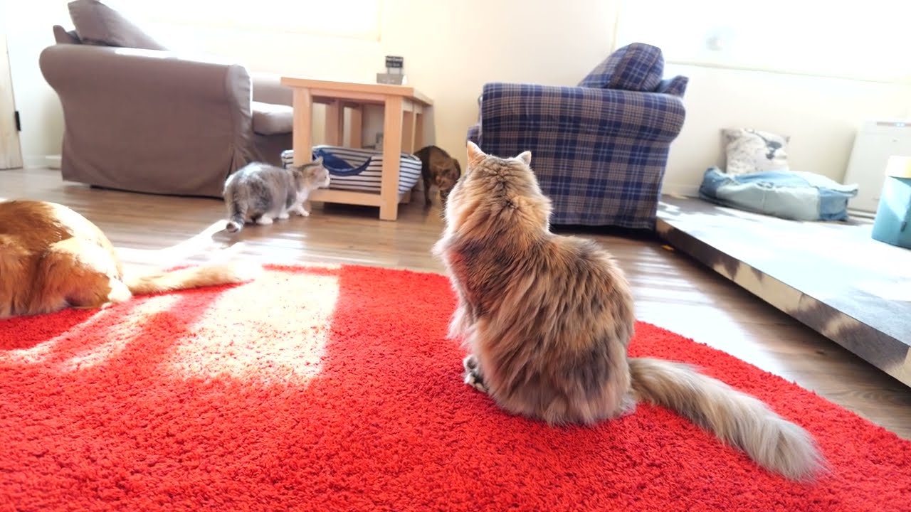 MONTA 朝のソマリとメインクーン