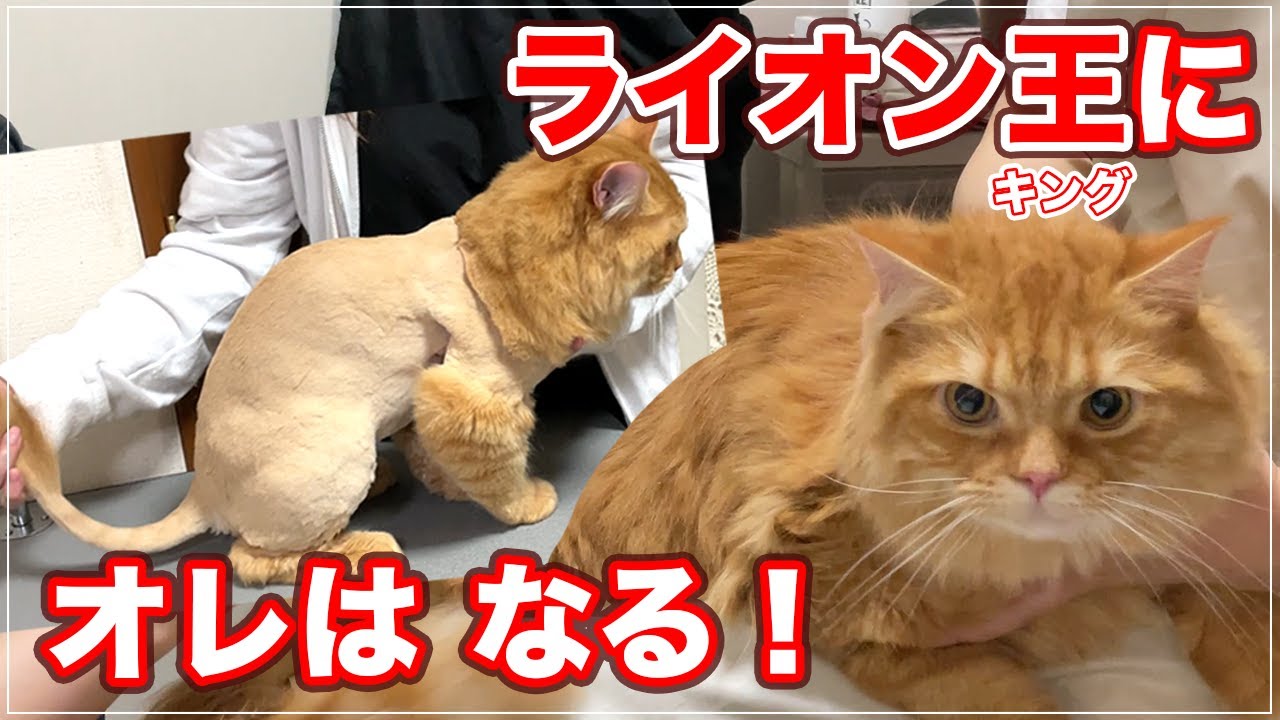 【ボブちゃん】ライオンちゃんになりたかった猫、ライオン王にオレはなる！【サイベリアン】