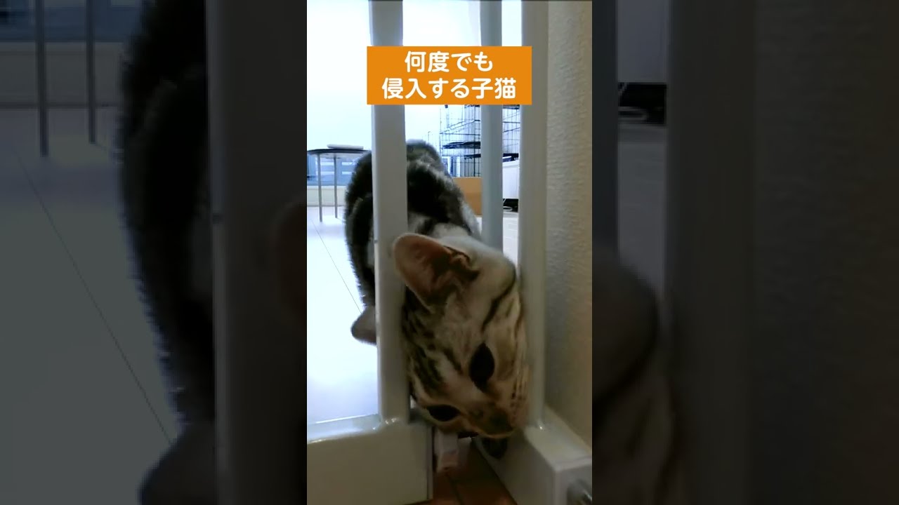 何度でもキッチンに侵入する子猫【アメリカンショートヘアー】 #shorts #アメショー  #子猫