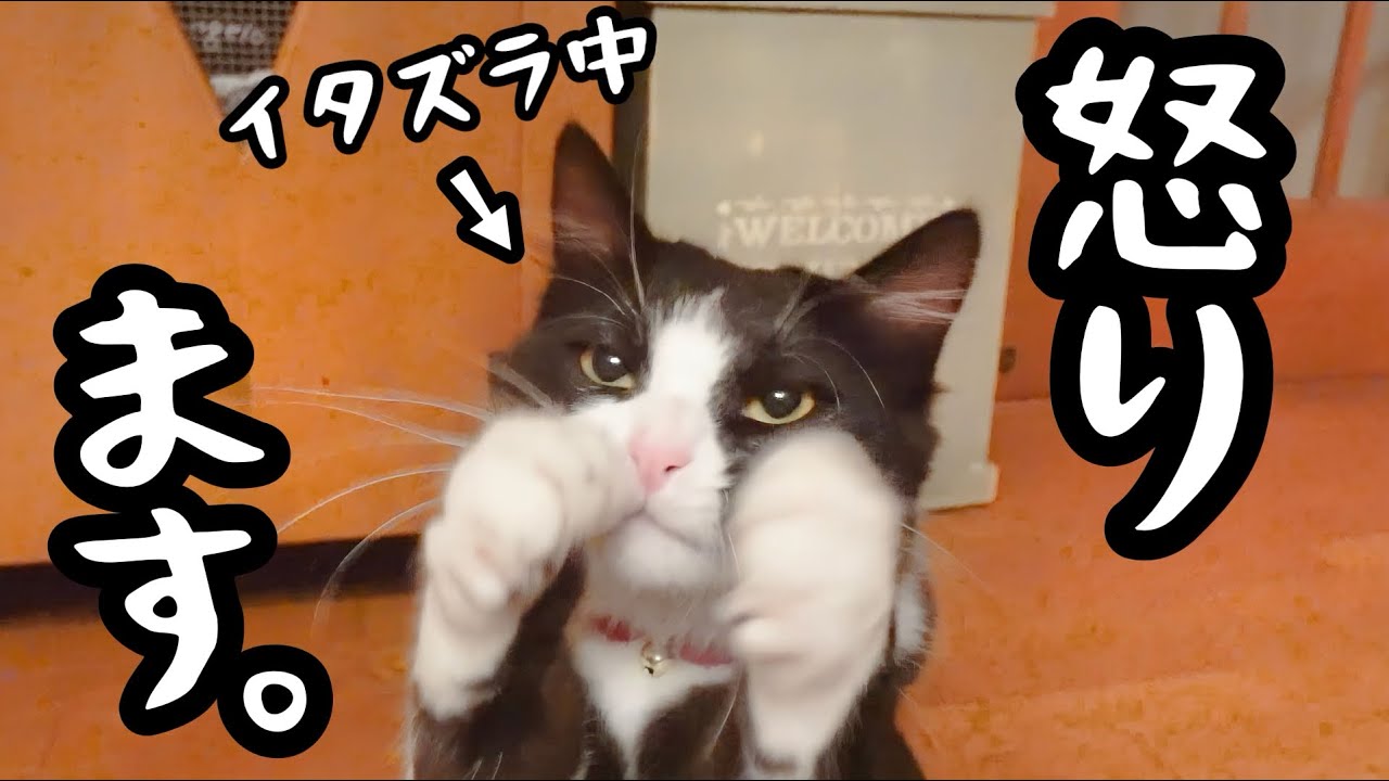 【中毒】子猫がイタズラをしたので怒ったらとんでもない行動しだした...