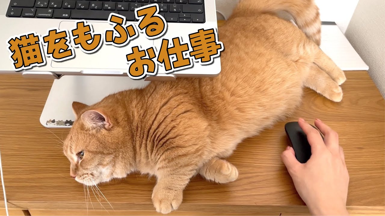 もふもふで楽しい！猫がいる職場が最高すぎる！