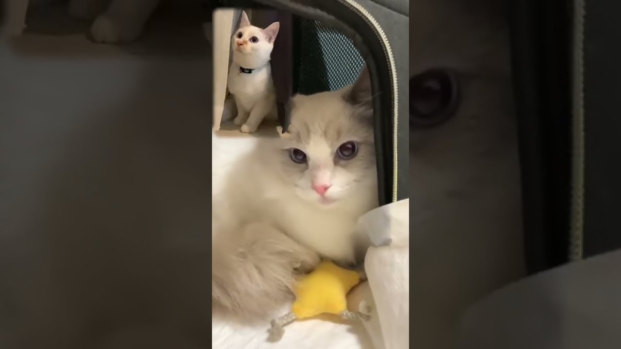 【ラグドール子猫】新しくお迎えした猫がかわいすぎた（short）