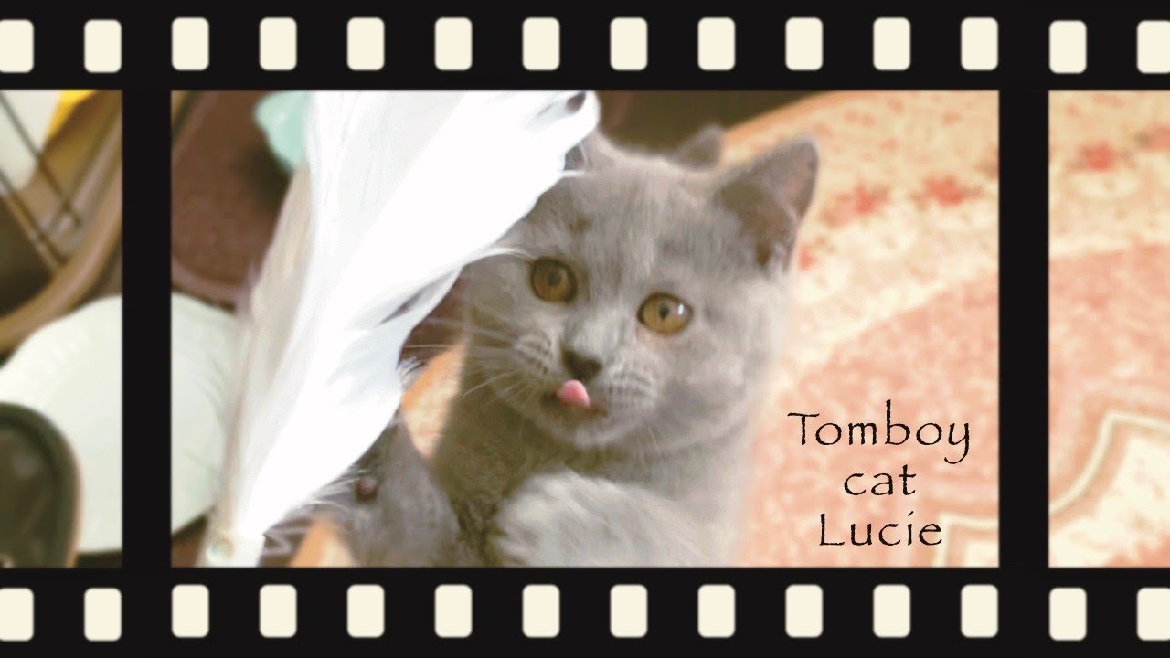 パリの高級猫じゃらしVSシャルトリューの子猫！？