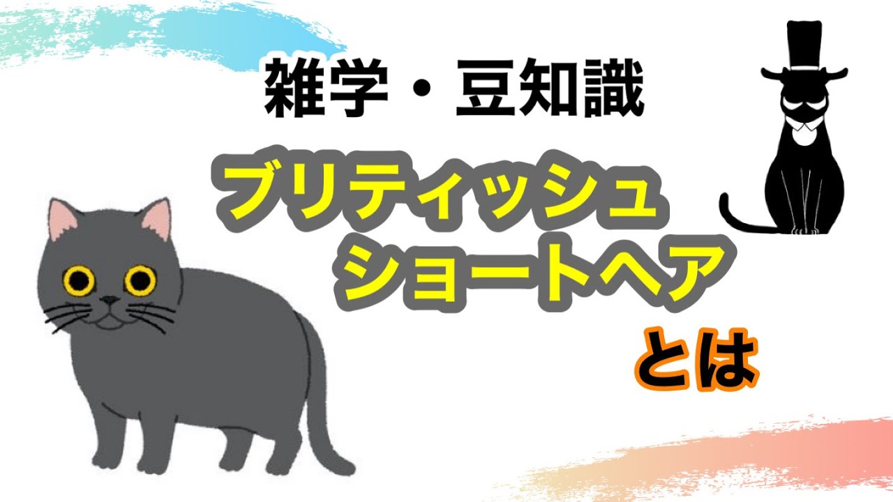 【猫】ブリティッシュショートヘアとは【雑学・豆知識】British shorthair