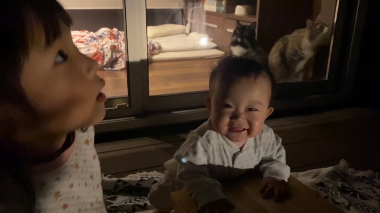 皆既月食の観察に付き合う猫 ノルウェージャンフォレストキャット ラガマフィンcat that accompanies the observation of a total lunar eclipse.