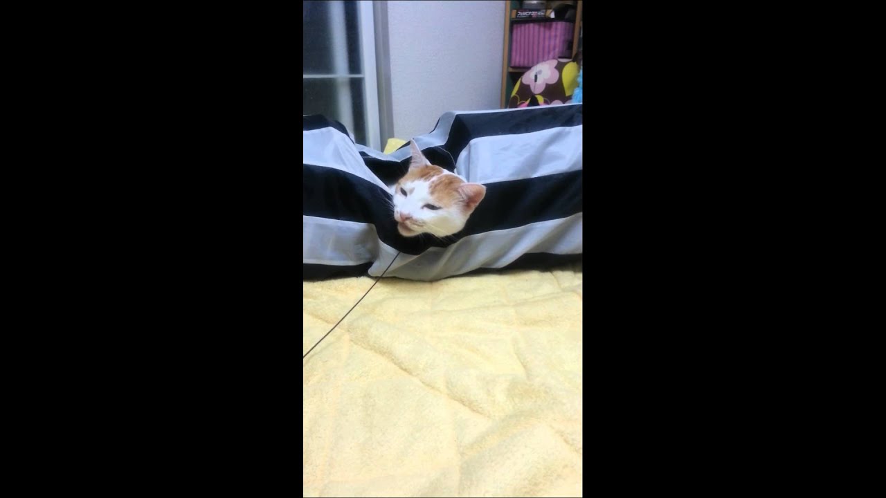 休憩ニャ。～Japanese Bobtail ～