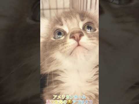 アメリカンカール　通常販売の子猫ちゃん　アゴはネコ