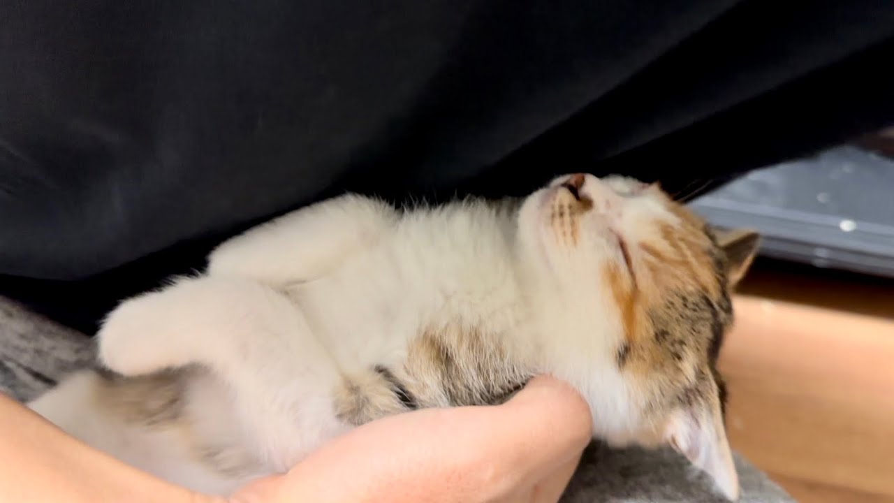 嫌すぎて絶望の淵な子猫。