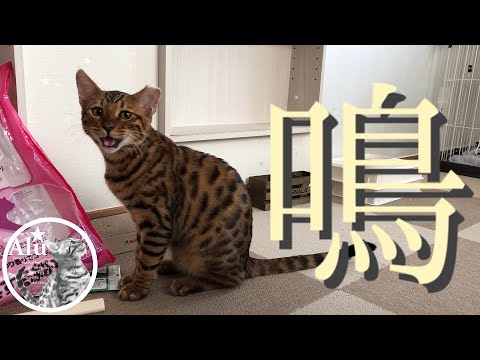 【ベンガル猫】何もないのに良く鳴く猫