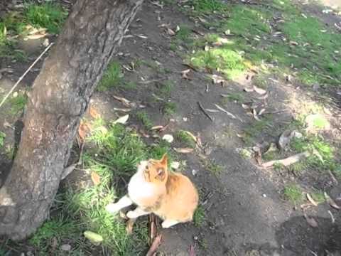 I Played With Brown Cat　茶トラ白猫と暫く遊びました