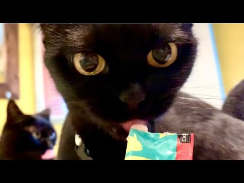 チュールが大好きな猫達がオモカワ！黒猫ボンベイBlack bombay cat