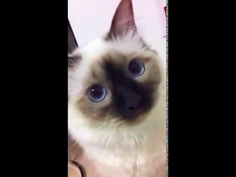 バーマン猫、女神様の「にゃ～ん。」