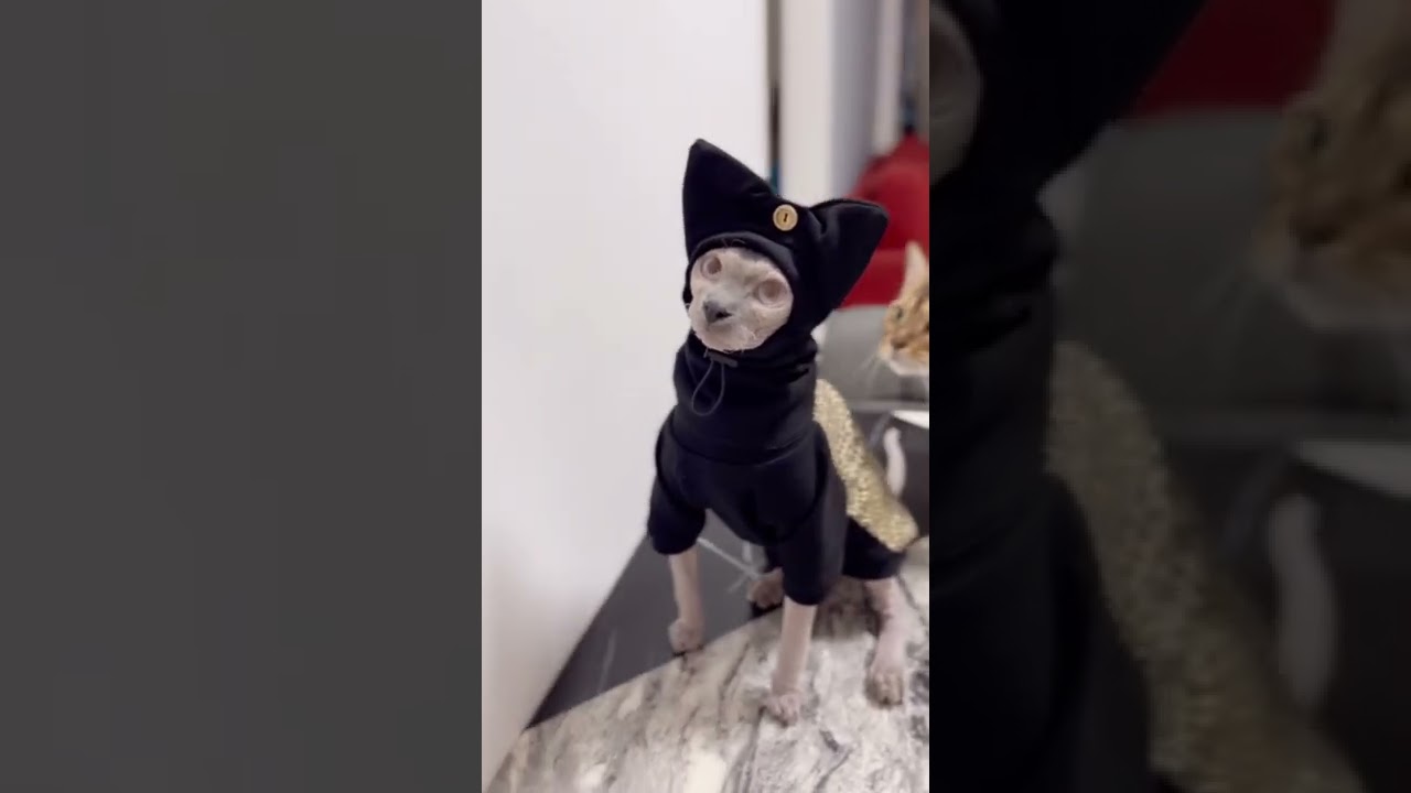 ネコ忍者参上!!【スフィンクス猫】