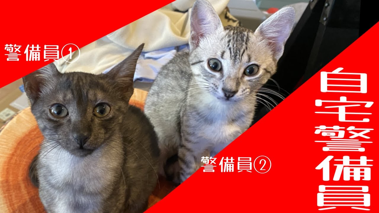 【にゃるソック】自宅警備猫の洗い物警備（エジプシャンマウ）
