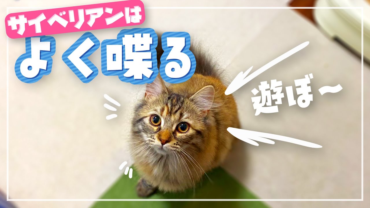 サイベリアンはよく喋る猫です