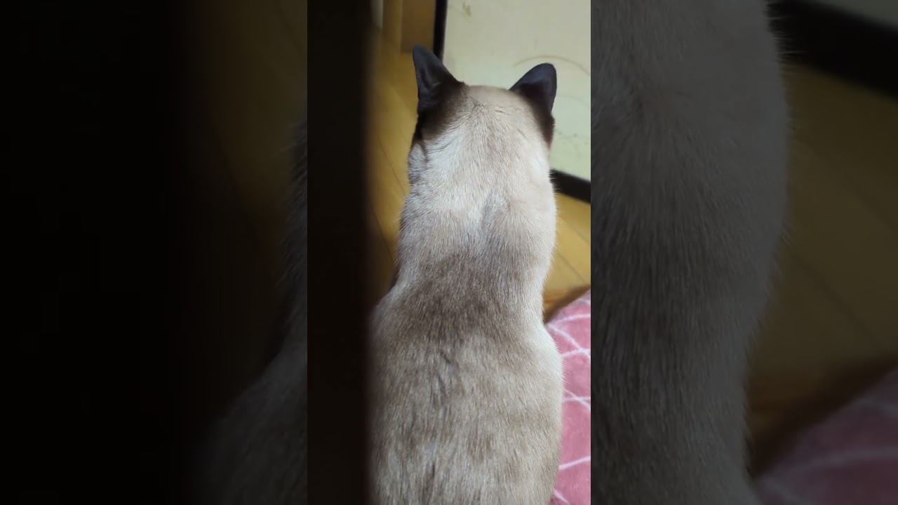 シャム猫の待つ後ろ姿🐈 - Cats back - #Shorts
