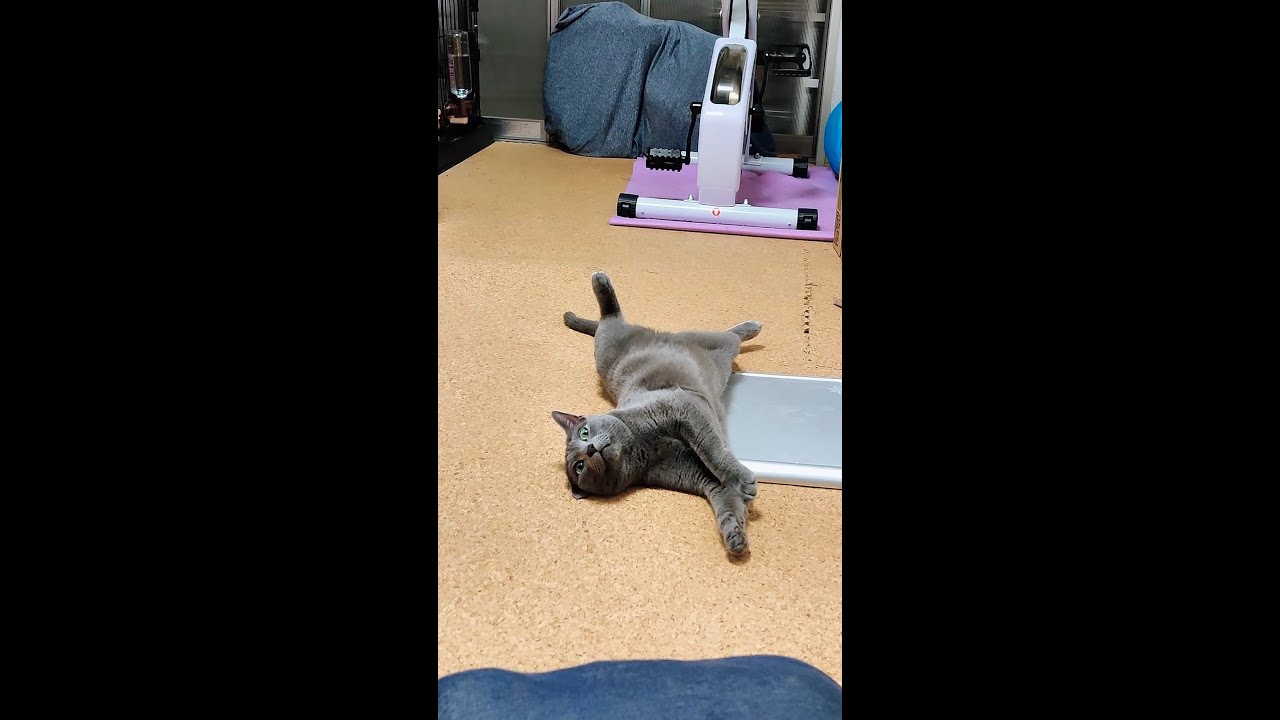 【猫動画】暑くてもひんやりプレートは使わないロシアンブルー【russianbule】【shorts】Russian blue without a cool plate