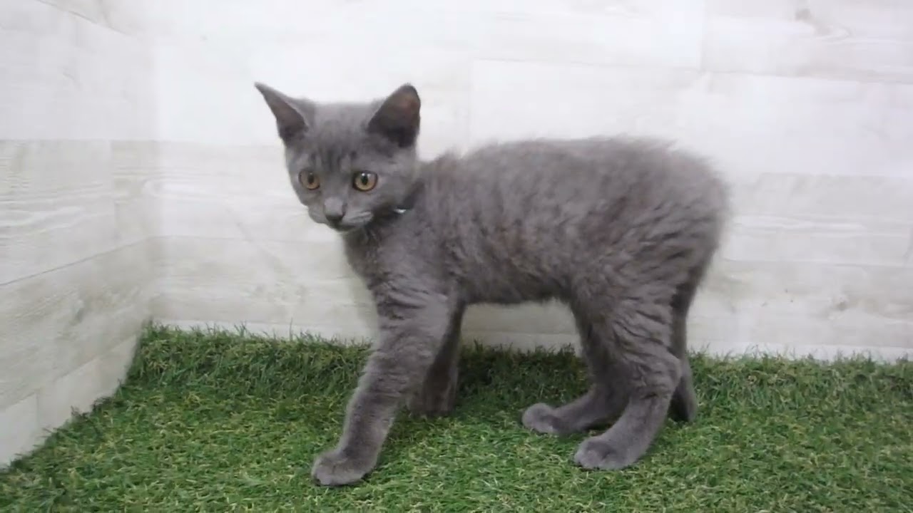 00589113 ブリティッシュショートヘアー