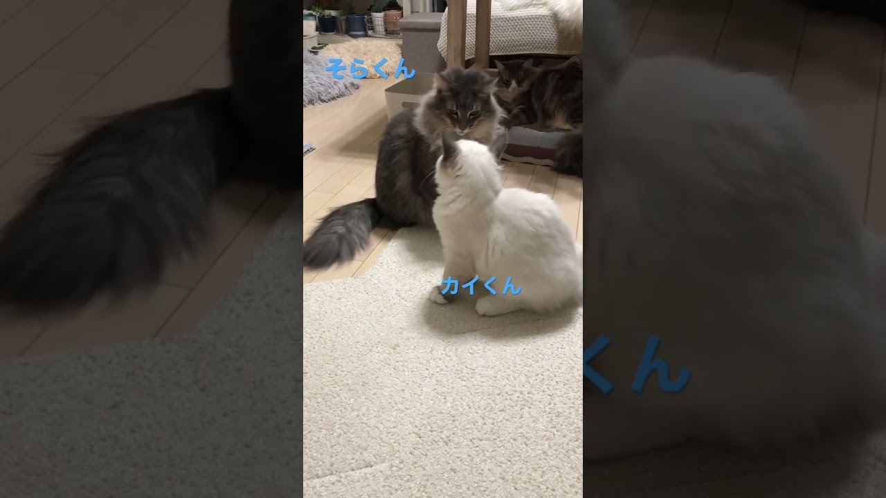 大きくなったカイくん #shorts #猫動画 #ノルウェージャンフォレストキャット #サイベリアン #cat #まな猫