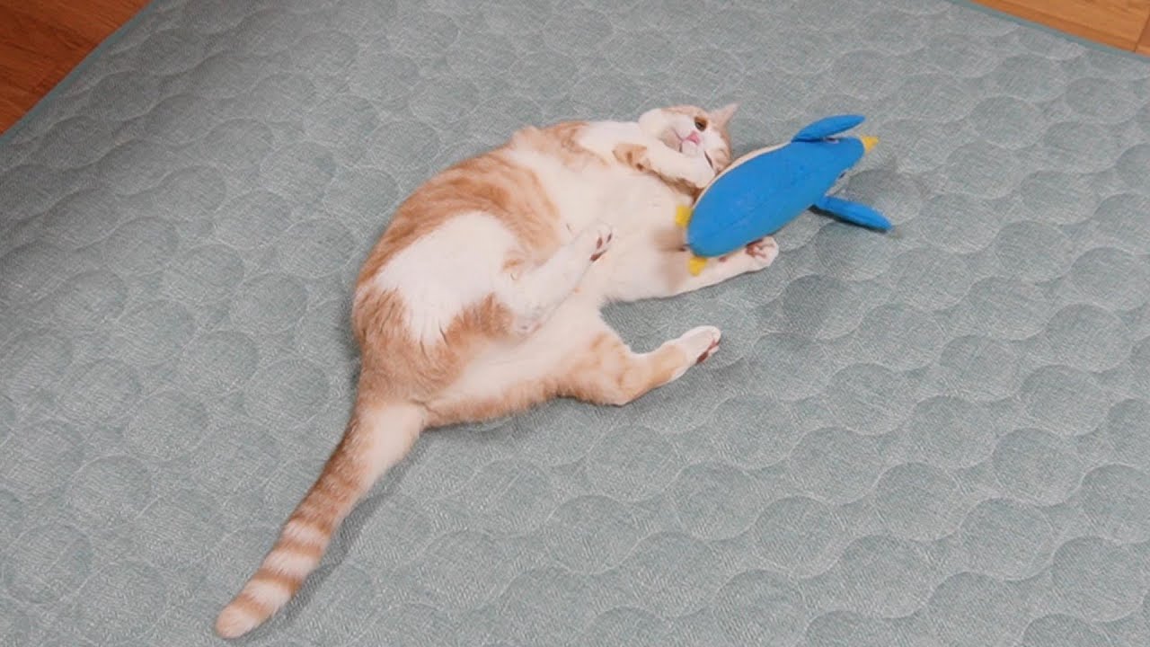 けりぐるみを克服した猫【スコティッシュフォールド】【アビシニアン】