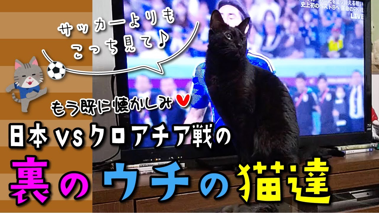 【猫】「日本VSクロアチア戦」の裏のウチの猫達