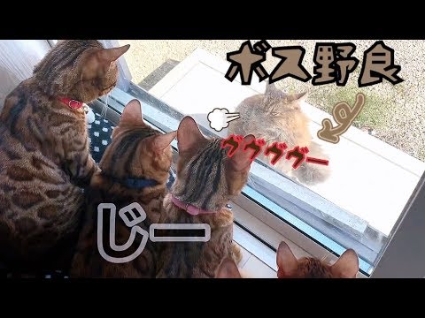 【新キャラ】窓際に来たボス野良猫にベンガル猫一家が興味津々！