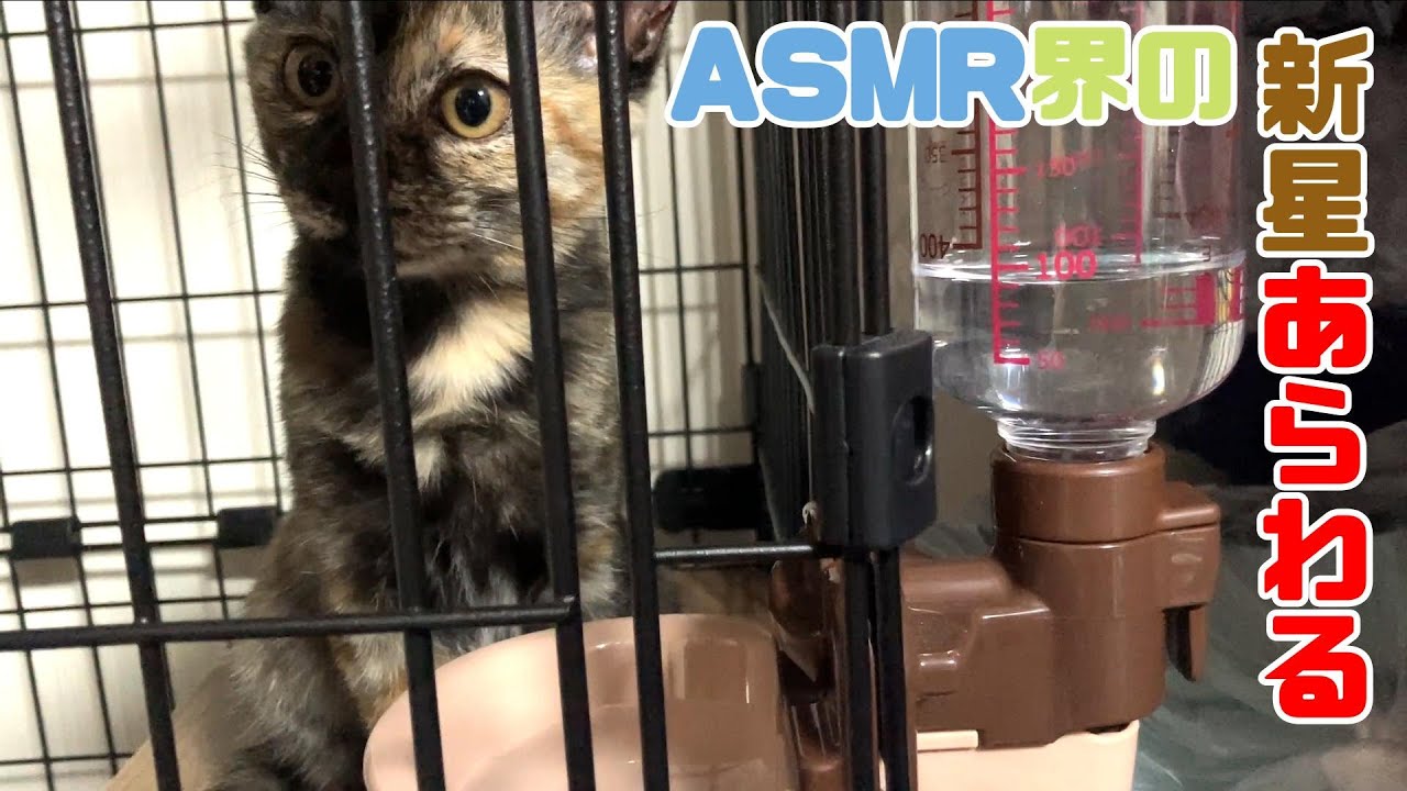 凸凹子猫兄妹にASMRやらせたらとんでもない天才だった【安眠リラックス】