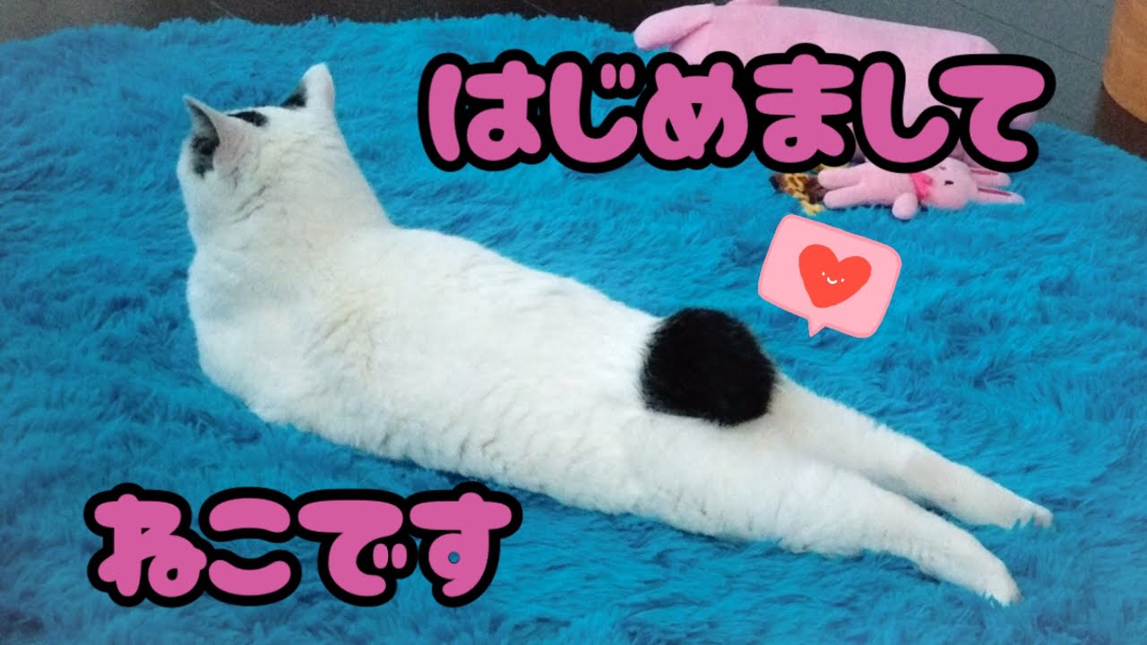 せっちゃんのぽんぽんおしっぽ