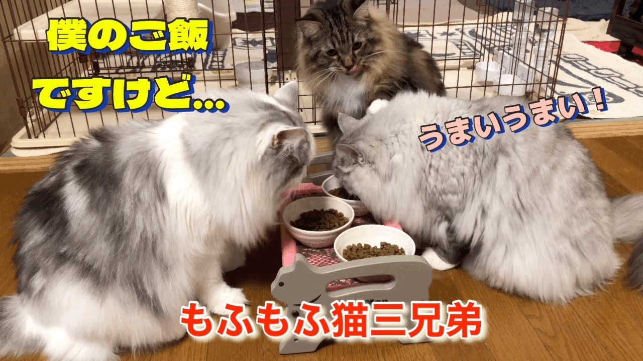 ラガマフィン猫三兄弟達の毎朝のルーティーン！毎日何かと大忙しです！