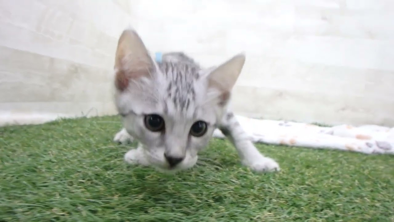 00605200 エジプシャンマウ