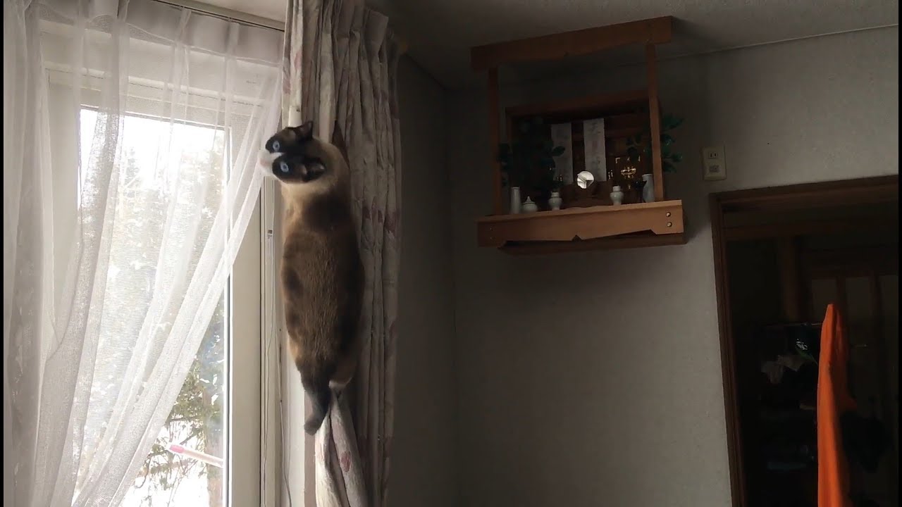 神棚に行きたいスノーシュー  snowshoe cat want to go god shelf