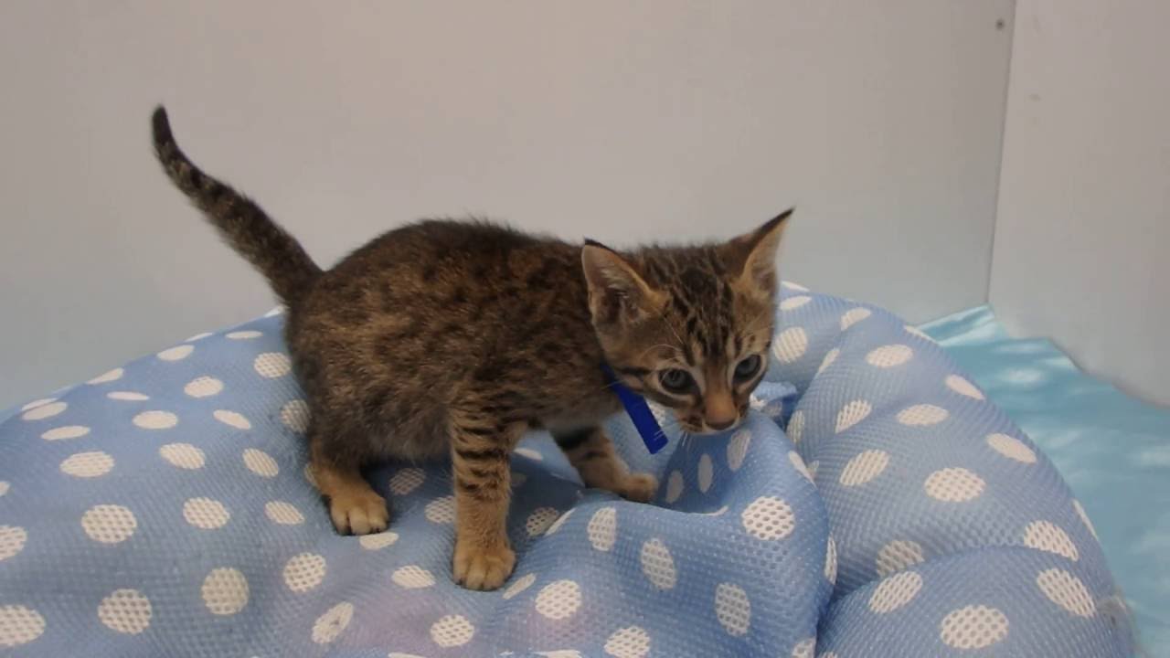 297982 オシキャット