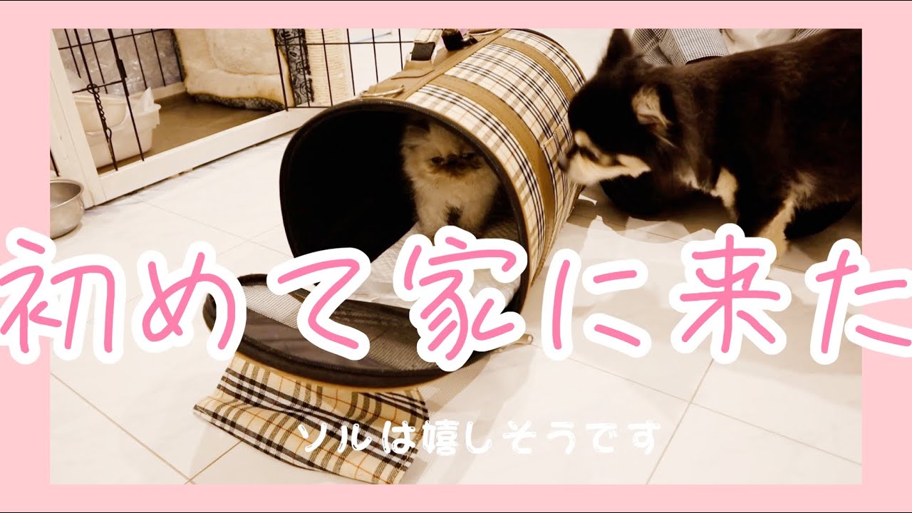 子猫が家にやってきた！かわいすぎる子猫ちゃん［ヒマラヤン］