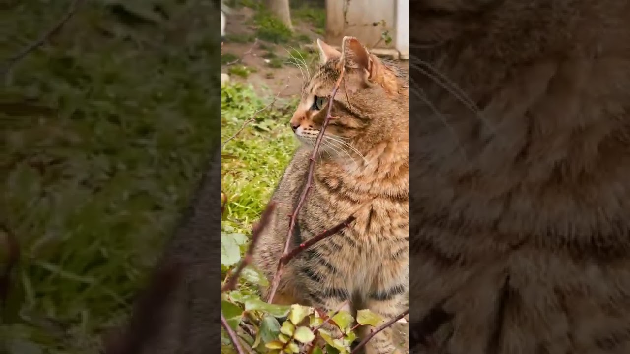 Black cat and Brown cat