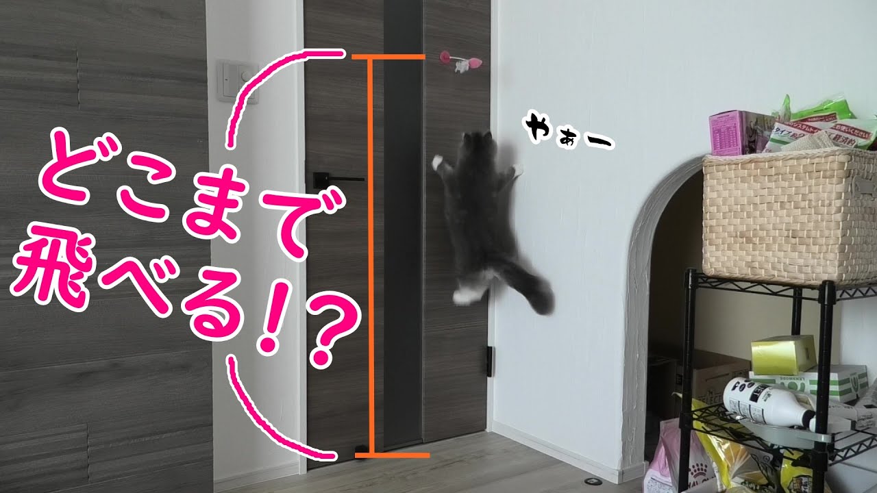 猫の凄まじいジャンプ力に驚愕！！【サイベリアンのラフィ#36】