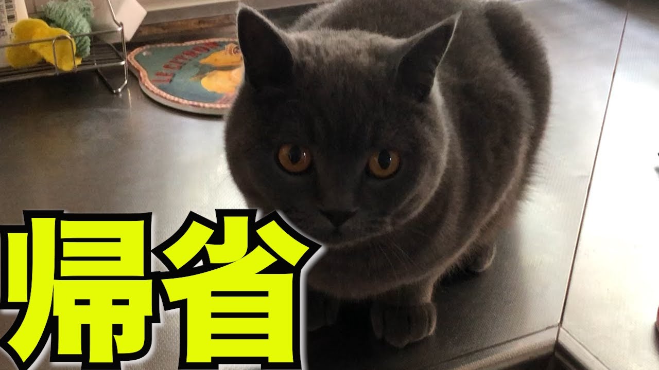 実家の可愛い猫【ブリティッシュショートヘア】