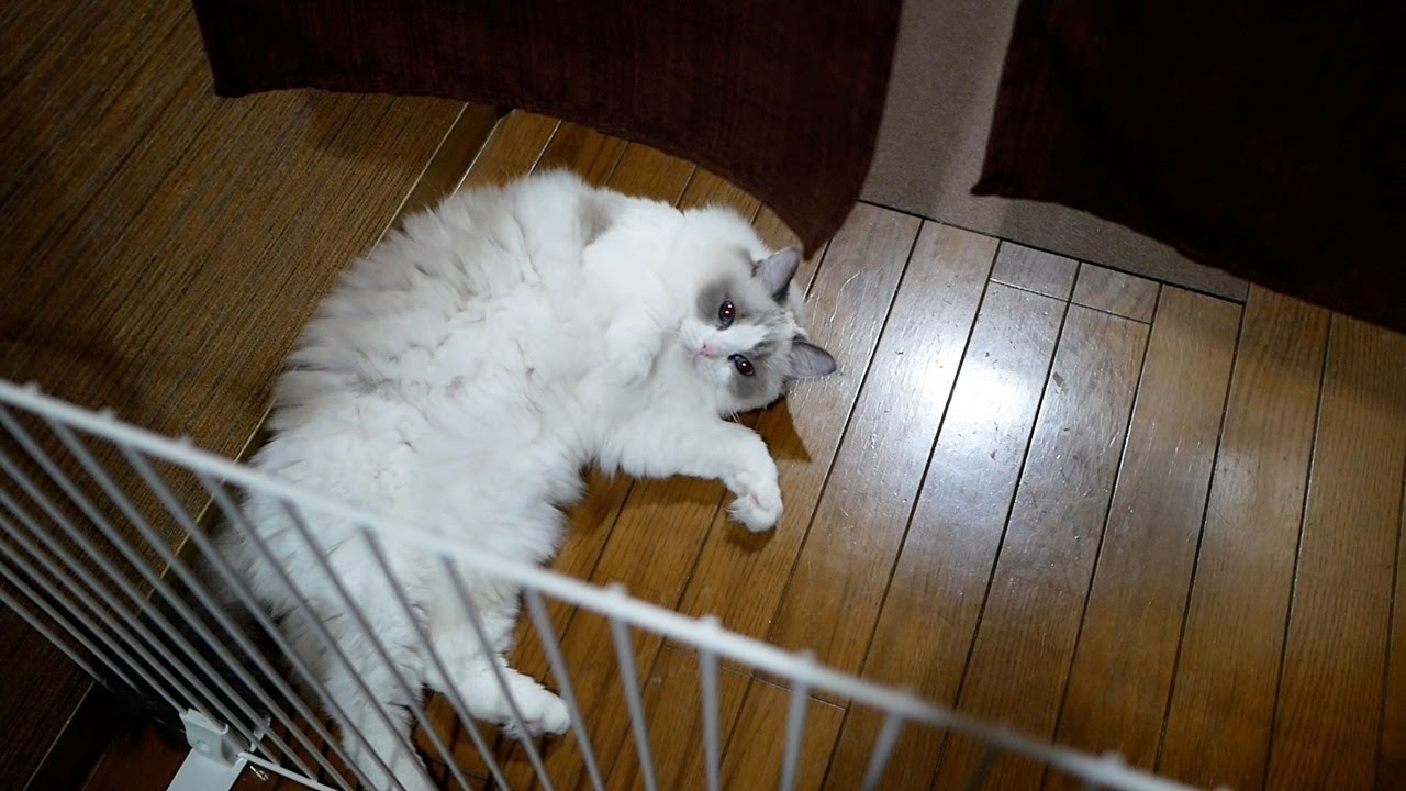 飼い主が帰宅すると嬉しくてすぐに倒れるラグドール…