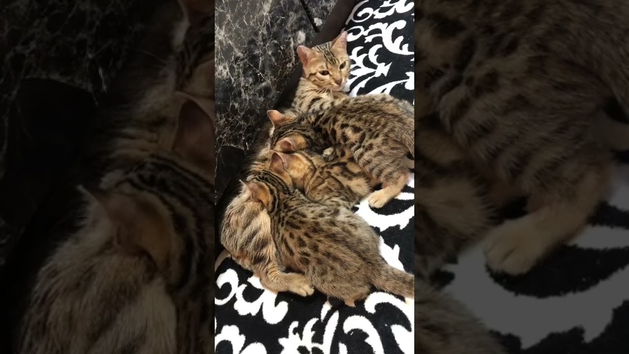 ベンガルの子猫を迎えに行きます(別れ直前の最後の授乳シーン)