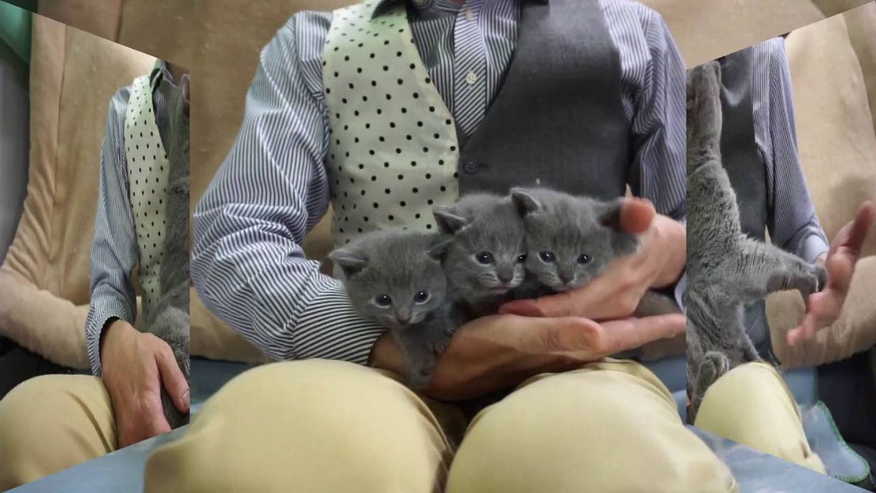 不思議ねこシャルトリュー